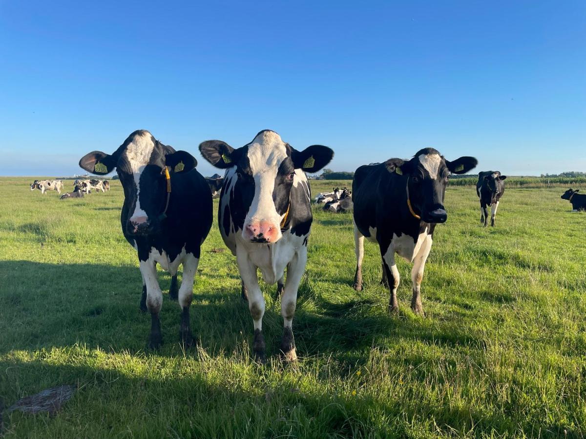 Johanneshoeve - De Mooiste Plek Op Texel Ден-Гоорн Екстер'єр фото